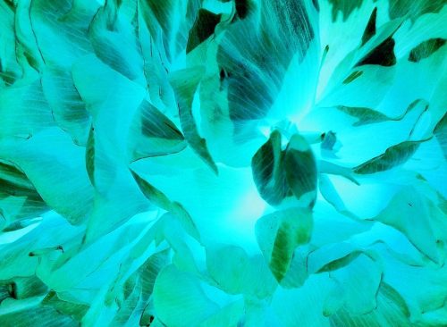 a-bloom-in-turquoise-orphelia-aristal